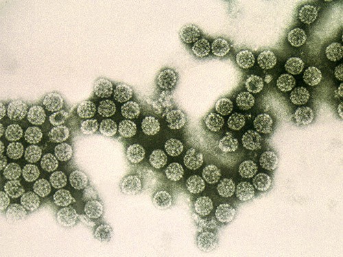Что мы знаем о новом коронавирусе на данный момент