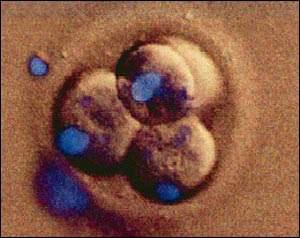 Создан первый эмбрион для будущих клонов человека
