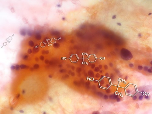 Влияние бисфенола на эндокринную систему может оказаться больше, чем считалось ранее