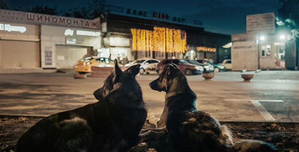 «На всех фото с собаками-космонавтами появлялась одна и та же женщина. В ней было что-то материнское»